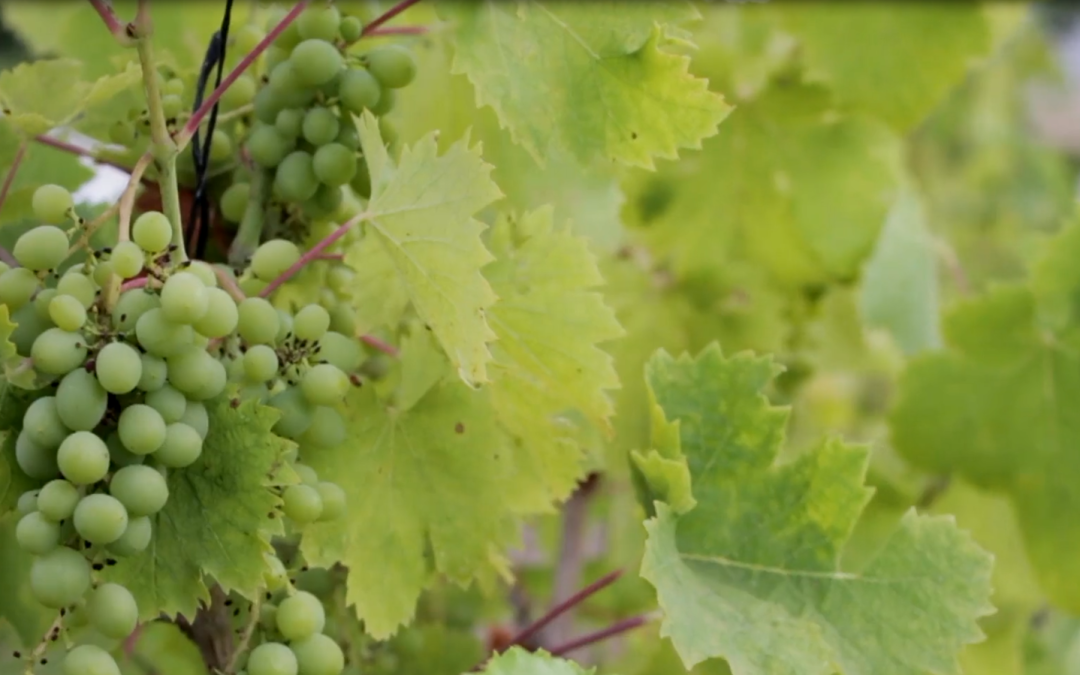 Οινογνωσία στην Αιγιάλεια – Εκεί που το κρασί συναντά το βουνό και τη θάλασσα