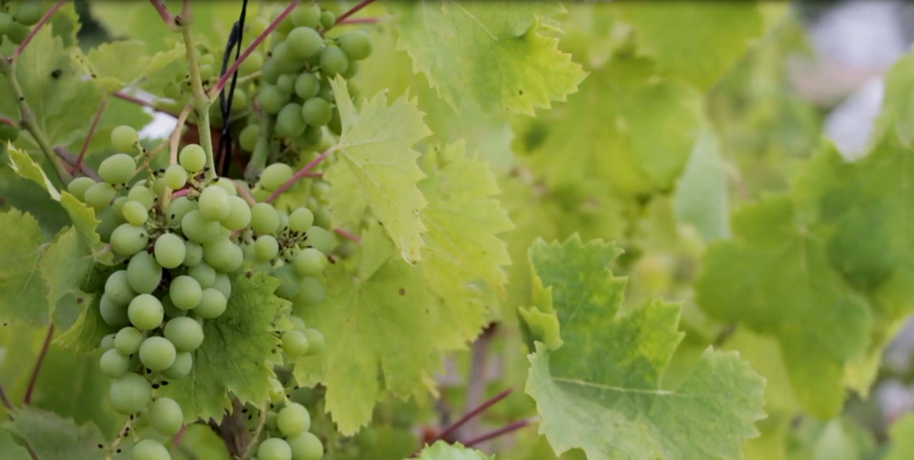 Οινογνωσία στην Αιγιάλεια – Εκεί που το κρασί συναντά το βουνό και τη θάλασσα